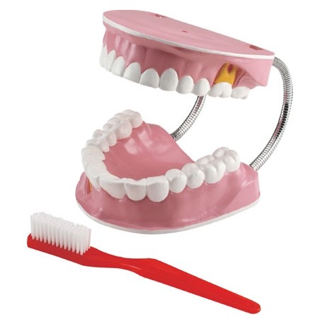 Maxi Mâchoire Maxi Brosse ( matériel de démonstration)